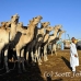 camel_embaba_cai_h_0033_egy0296.jpg